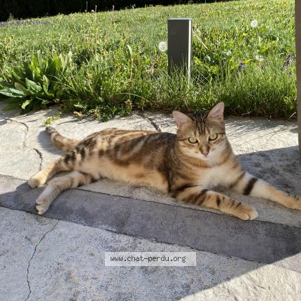 Photo 1/1 Orion Chat lost in Chaumont