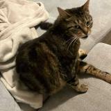 Picture of cat lost at Blancs Coteaux