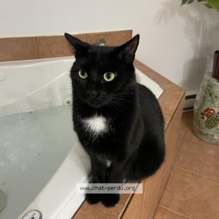 Photo 1/1 Roland Chat lost in Montreal