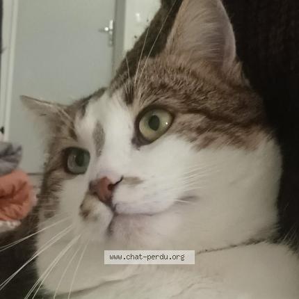 Photo 1/1 Guimauve Chat lost in Nogent le roi