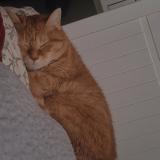 Picture of cat lost at Fleury Merogis