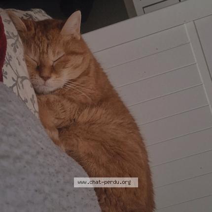 Photo 1/1 Cannelle Chat lost in Fleury merogis