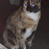Picture of cat lost at Toulouse