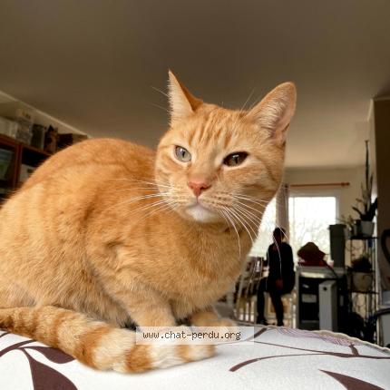 Photo of a cat found in Smarves