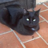 Picture of cat found at Lambesc