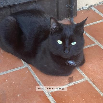 Photo 1/1 Found cat Found in Lambesc