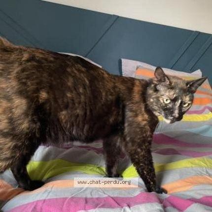 Photo 1/2 Maya Chat lost in Angers