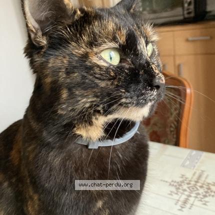 Photo 2/2 Maya Chat lost in Angers