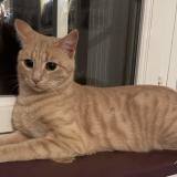 Picture of cat lost at Taden