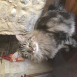 Picture of cat lost at Mons