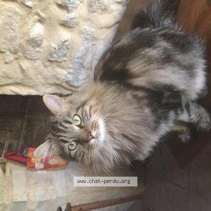 Photo 1/1 Chlo&eacute; Chat lost in Mons