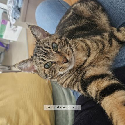 Photo 1/1 L&eacute;o Chat lost in Nogent le rotrou