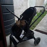 Picture of cat lost at Bobigny