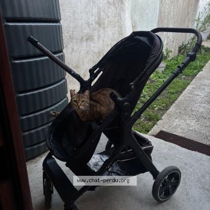 Photo 1/1 Titi Chat lost in Bobigny