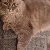 Picture of cat lost at Abernethy