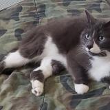 Picture of cat lost at Abernethy