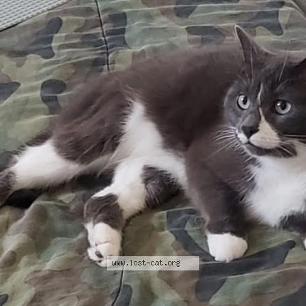 Photo 1/1 Haku Chat lost in Abernethy