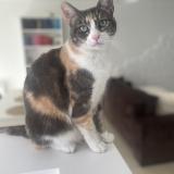 Picture of cat found at Vaureal