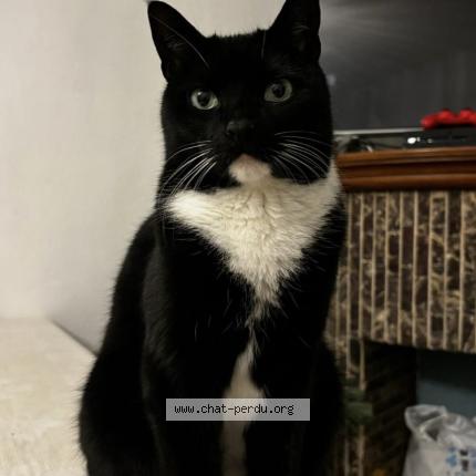 Photo 1/1 Grelot Chat lost in Drogenbos