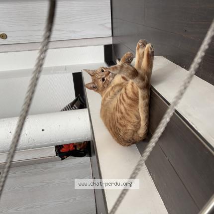 Photo 1/1 Rox Chat lost in Froeschwiller