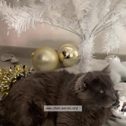 Photo 1/1 Haku Chat lost in Montlouis sur loire