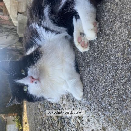 Photo 1/1 Crapule Chat lost in Cosges