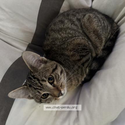 Photo 1/1 Found cat Found in Saint andre lez lilles