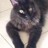 Picture of cat lost at Singapore