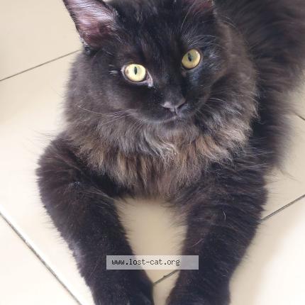 Photo 1/1 Baby Chat lost in Singapore