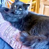 Picture of cat lost at Lille