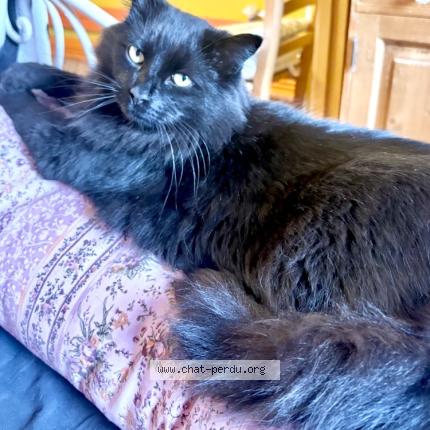 Photo 1/1 Mallow Chat lost in Lille