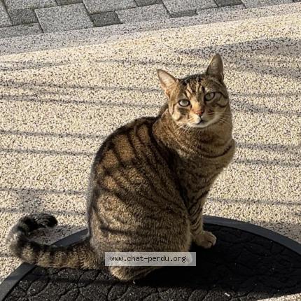 Photo 1/1 Moumouss Chat lost in Mulhouse