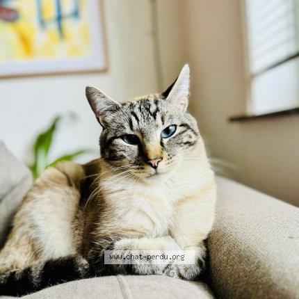 Foto van vermiste kat in Bruxelles