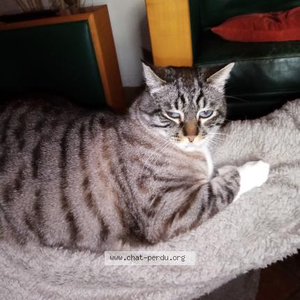 Photo 1/2 Misty Chat lost in Isserteaux