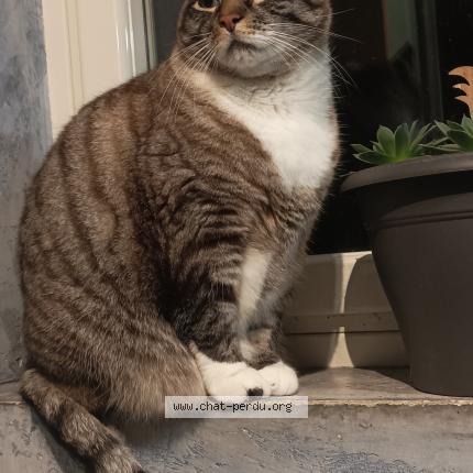 Photo 2/2 Misty Chat lost in Isserteaux