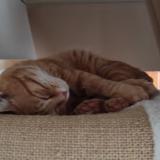 Picture of cat lost at Saint Georges Sur Cher