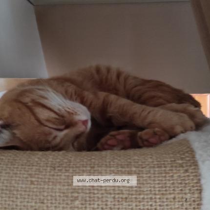 Photo 1/1 Tigrou Chat lost in Saint georges sur cher