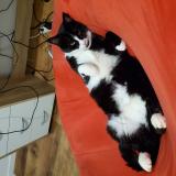 Picture of cat lost at Joue L Abbe