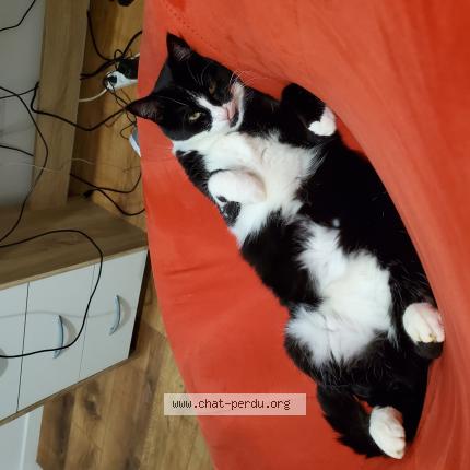 Photo 1/1 Sia Chat lost in Joue l abbe