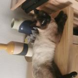 Picture of cat lost at Perenchies