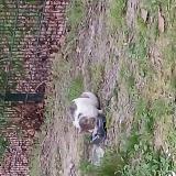 Picture of cat found at Hellemmes