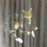 Picture of cat lost at Saint Gemme Moronval