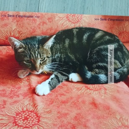 Photo of a cat found in Saint Gemme Moronval
