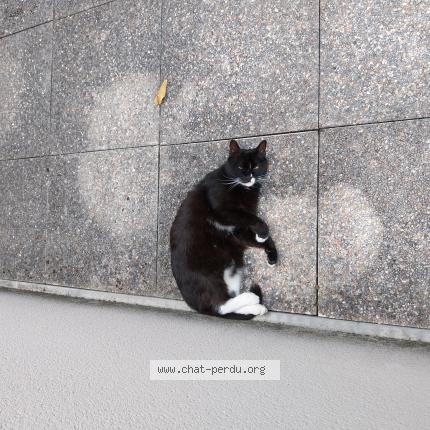 Photo 1/1 Poupouyou Chat lost in Toulouse