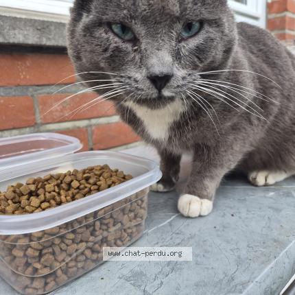 Photo 1/1 Found cat Found in Ruisbroek