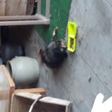 Picture of cat found at Saint Chamond