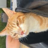 Picture of cat found at Anse