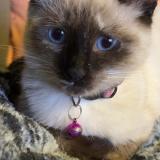 Picture of cat lost at Tourcoing