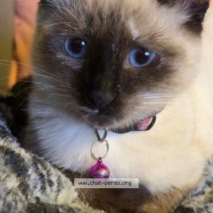 Photo 1/1 Léïa Chat lost in Tourcoing