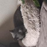 Picture of cat lost at Toulouse